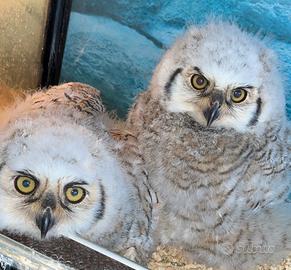 Rapaci pulli gufo Virginiano