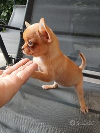 Chihuahua femminuccia toy