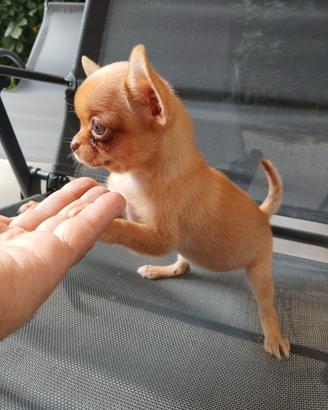 Chihuahua femminuccia toy