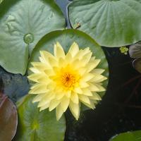 ninfea puttaraksa / puttaruksa 