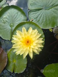 ninfea puttaraksa / puttaruksa 