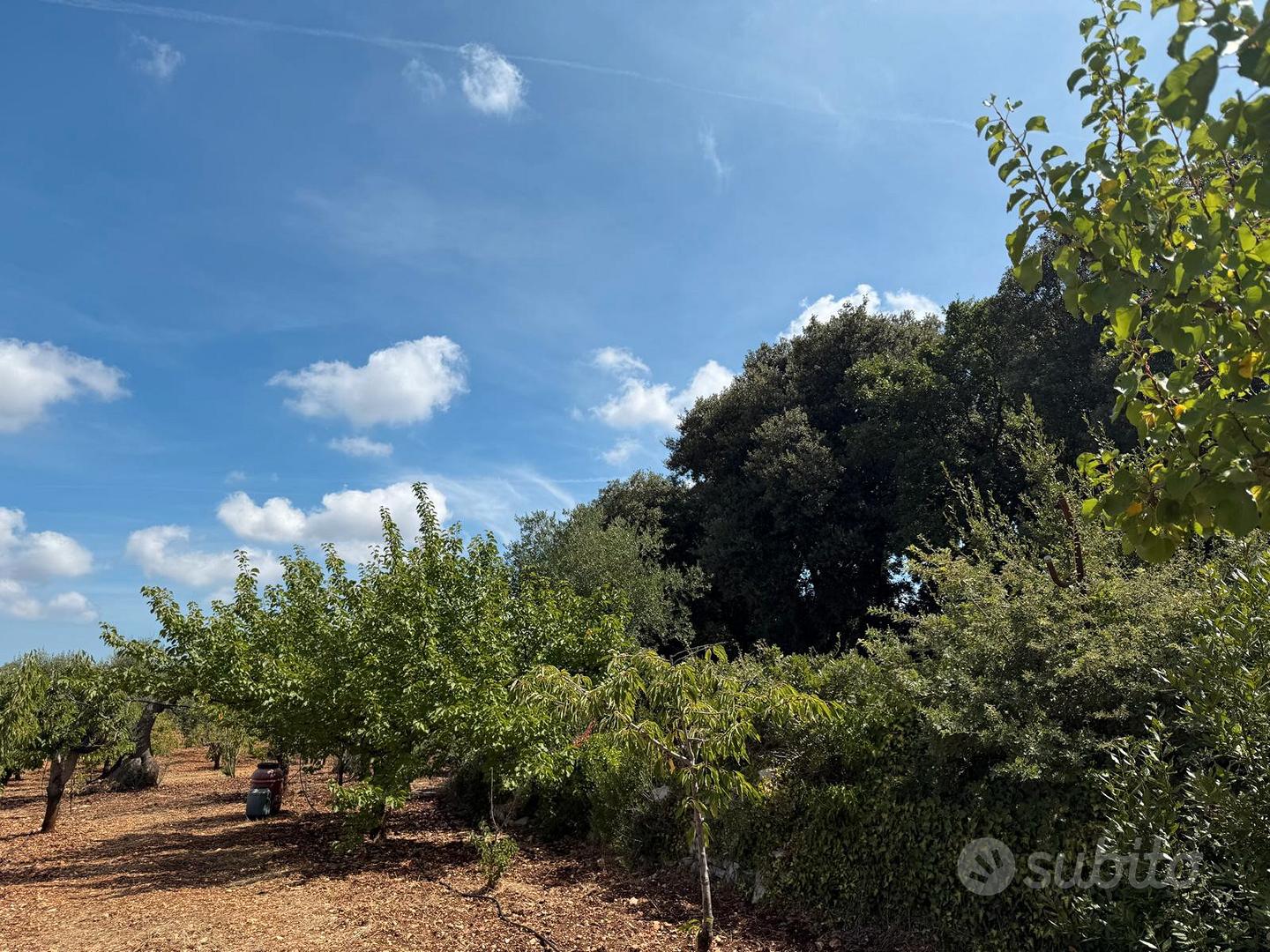 Uliveto/Ciliegeto - Vista 5