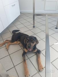 Cucciolo simil spinone 7 mesi