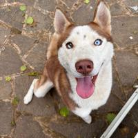 Disponibile per monta Siberian husky