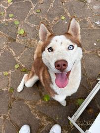 Disponibile per monta Siberian husky
