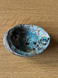 Conchiglia Abalone Grande