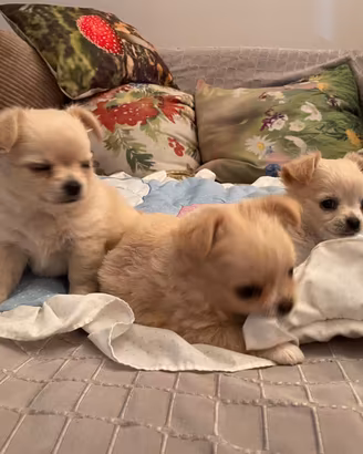 Cuccioli chihuahua