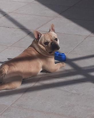 Bulldog Francese per monta