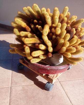 pianta grassa 