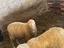 Immagine 1