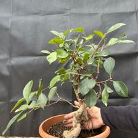 Bonsai Ficus