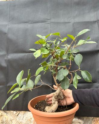 Bonsai Ficus