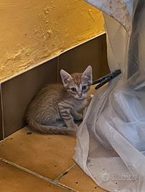 Gattino maschio