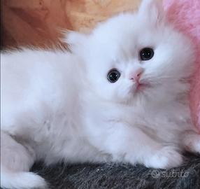 Cucciola persiana femmina