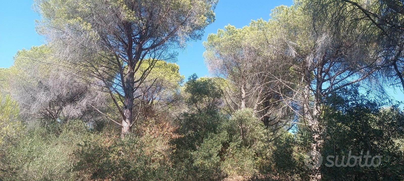 Terreno a Follonica - Altro