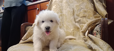 Cucciolo di pastore maremmano abruzzese