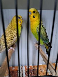 coppia cocorite ala nera black wing