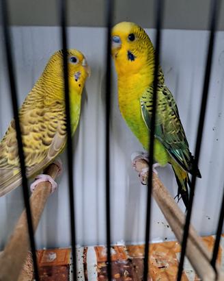 coppia cocorite ala nera black wing