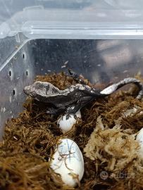Geco ciliatus Axanthic