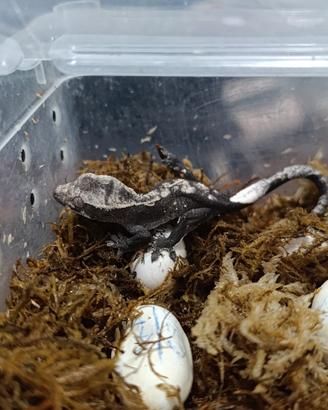 Geco ciliatus Axanthic