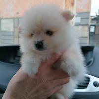 Spitz pomerania