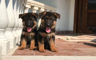 Cuccioli pastore tedesco