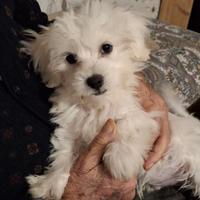 Cucciolo maltese di 3 mesi