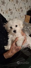 Cucciolo maltese di 3 mesi