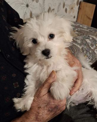 Cucciolo maltese di 3 mesi