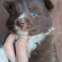 Cuccioli di border collie