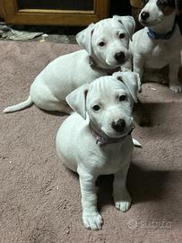 Jack Russell