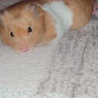 Criceti grandi dorati