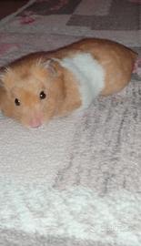 Criceti grandi dorati