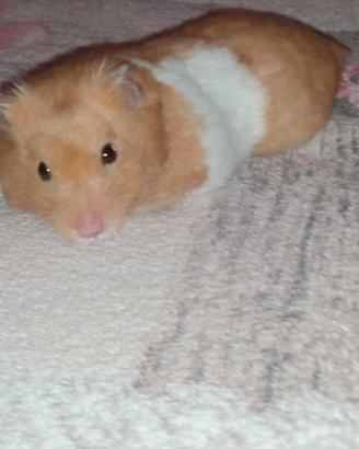 Criceti grandi dorati