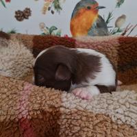 Chihuahua disponibile