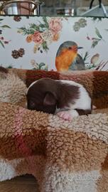 Chihuahua disponibile