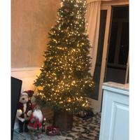Albero