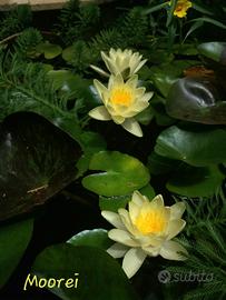 ninfea Moorei gialla ombra laghetto 