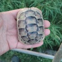 Testudo graeca anamurensis