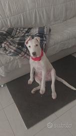 chiedo se qualcuno potrebbe adottare mio cane