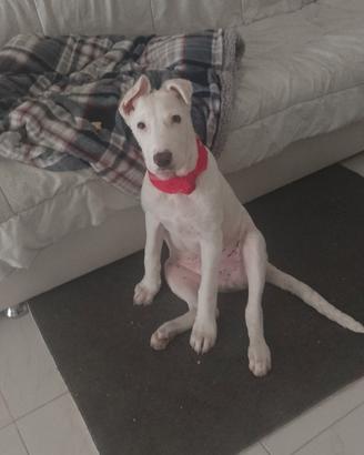 chiedo se qualcuno potrebbe adottare mio cane