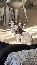 Bulldog francese disponibile per monta