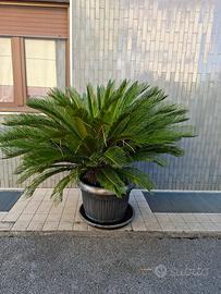 Cycas revoluta