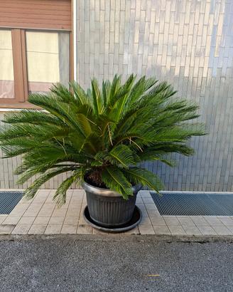 Cycas revoluta
