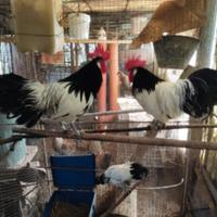 LAKENFELDER pura razza