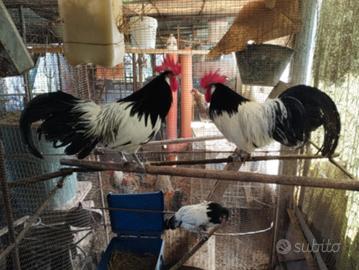 LAKENFELDER pura razza