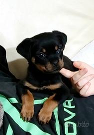 Rottweiler cuccioli con Pedigree