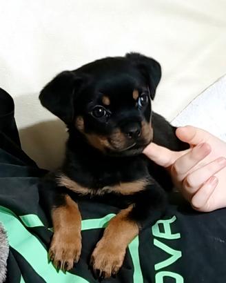Rottweiler cuccioli con Pedigree