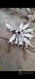 Cuccioli dalmata
