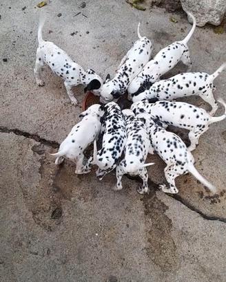 Cuccioli dalmata